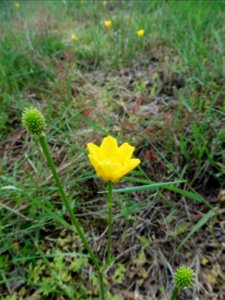 Ranunculus paludosus Poir., 1789