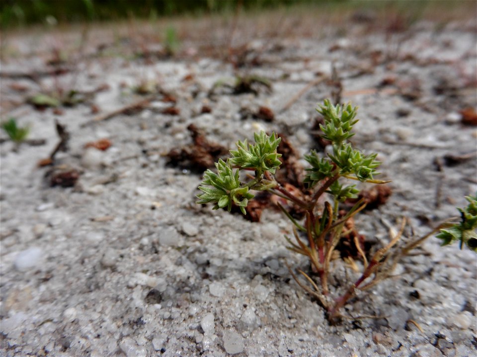 Scleranthus annuus L., 1753