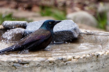 Common Grackle | Male