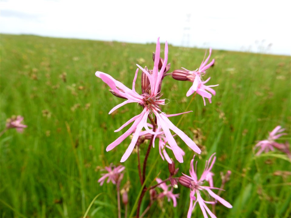 Lychnis flos-cuculi L., 1753