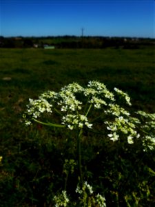 Heracleum sphondylium L., 1753
