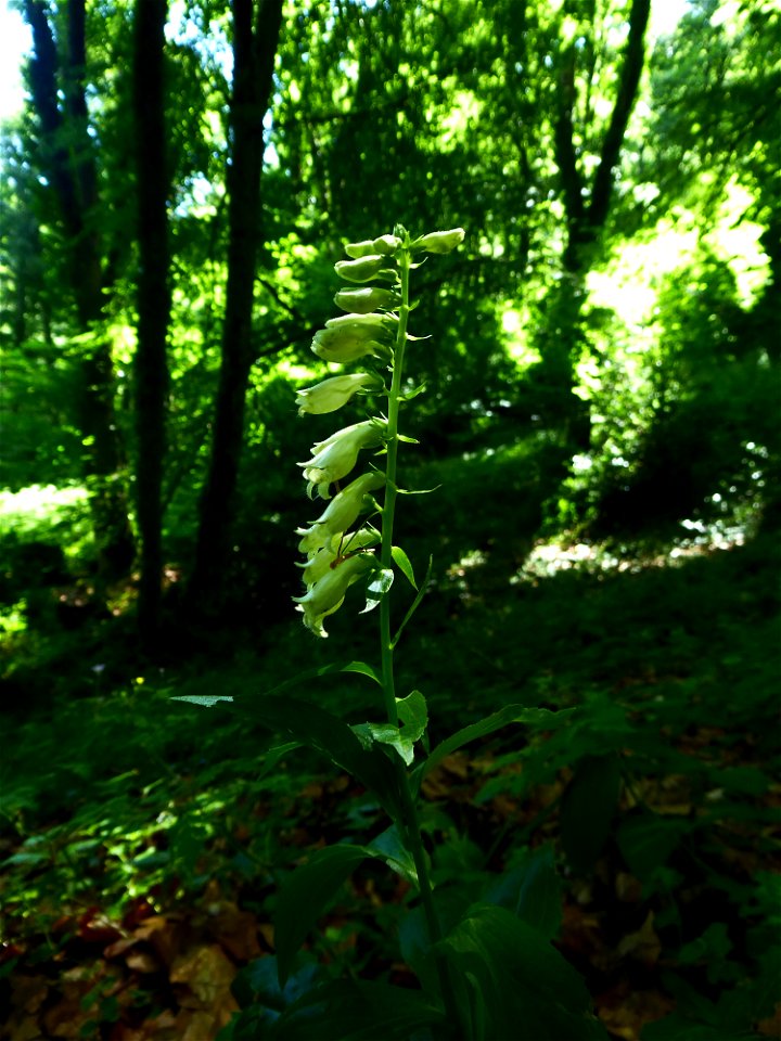 Digitalis lutea L., 1753