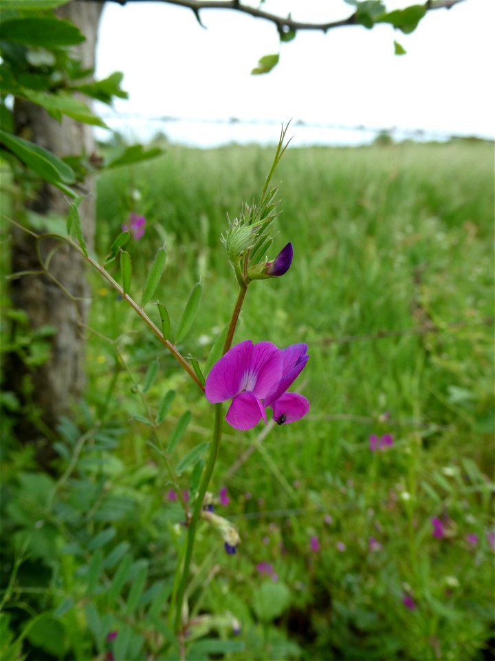 Vicia segetalis Thuill., 1799