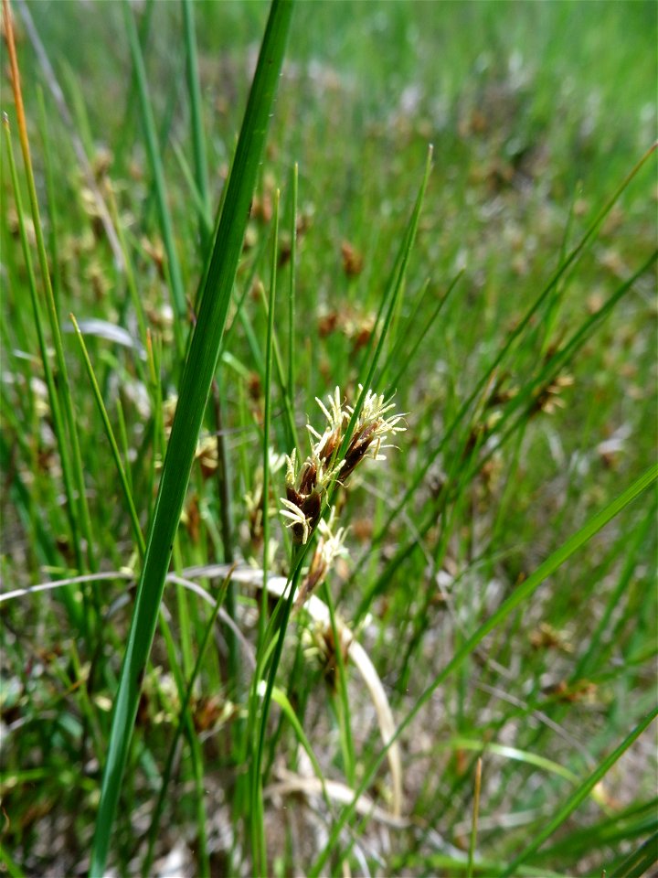 Rhynchospora fusca (L.) W.T.Aiton, 1810