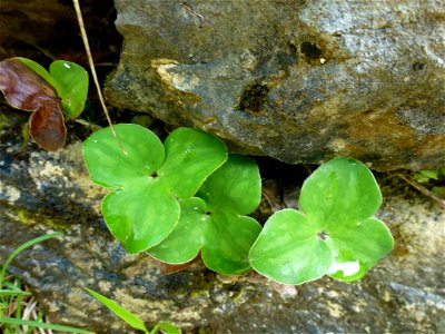 Anemone hepatica L., 1753