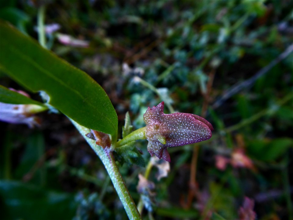 Atriplex longipes Drejer, 1838