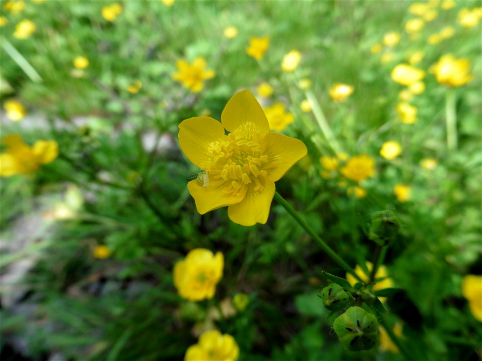 Ranunculus sardous Crantz, 1763