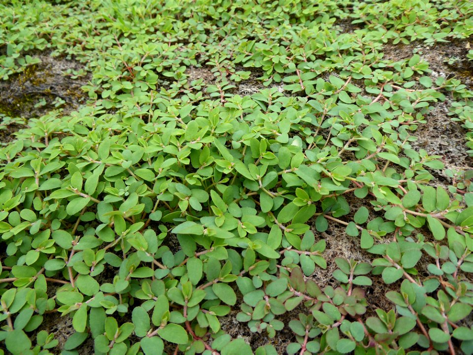Euphorbia maculata L., 1753
