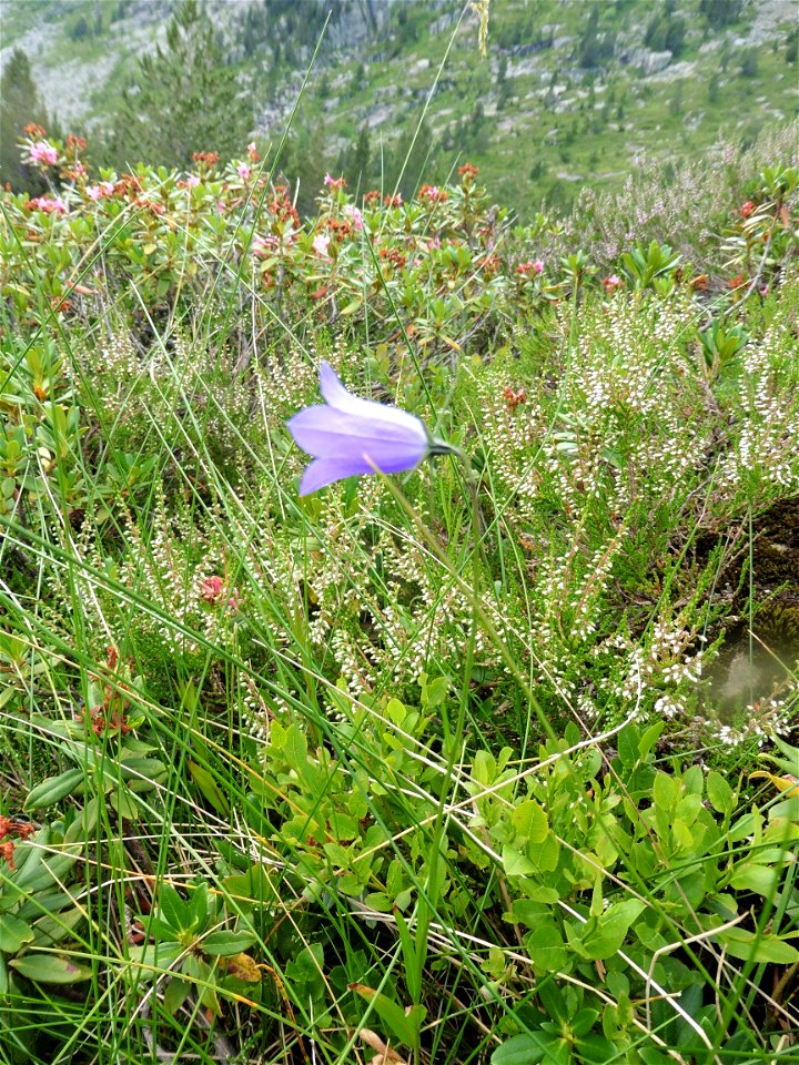 Campanula scheuchzeri Vill., 1779
