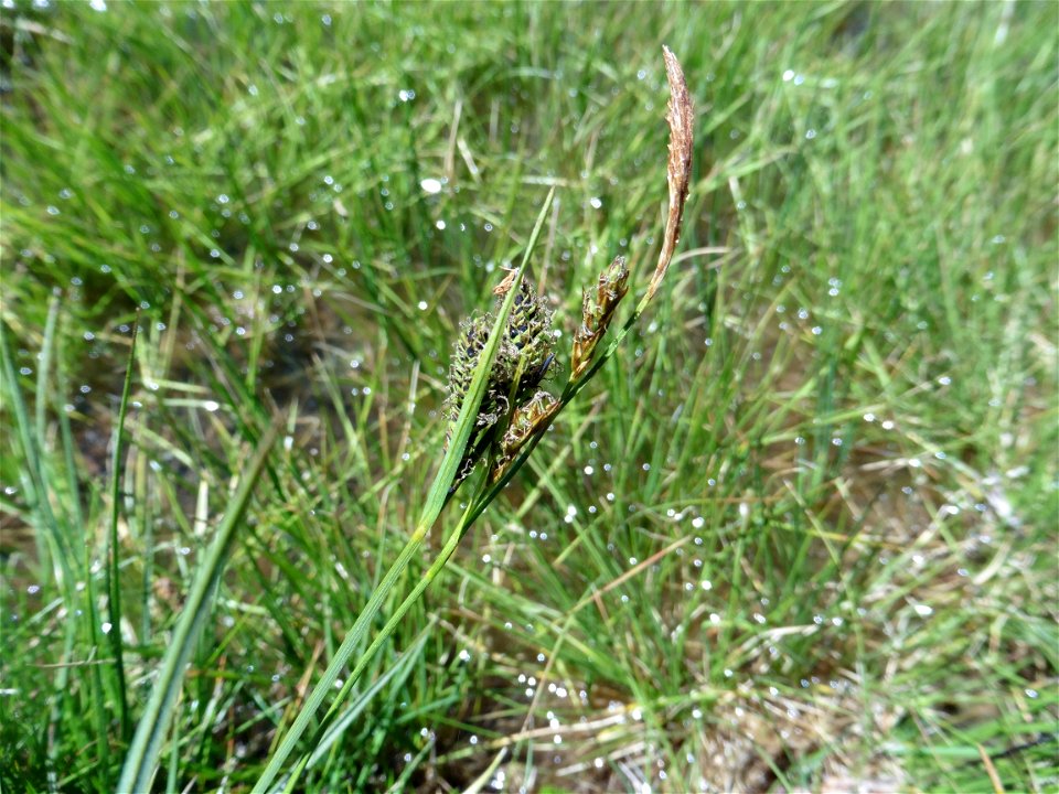 Carex nigra (L.) Reichard, 1778