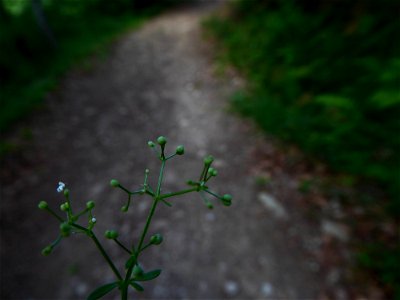 Galium cf. saxatile L., 1753 photo