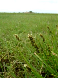 Carex otrubae Podp., 1922