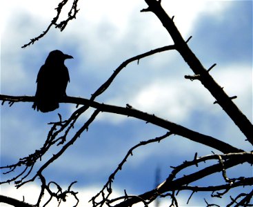 crow on the leafless brances photo
