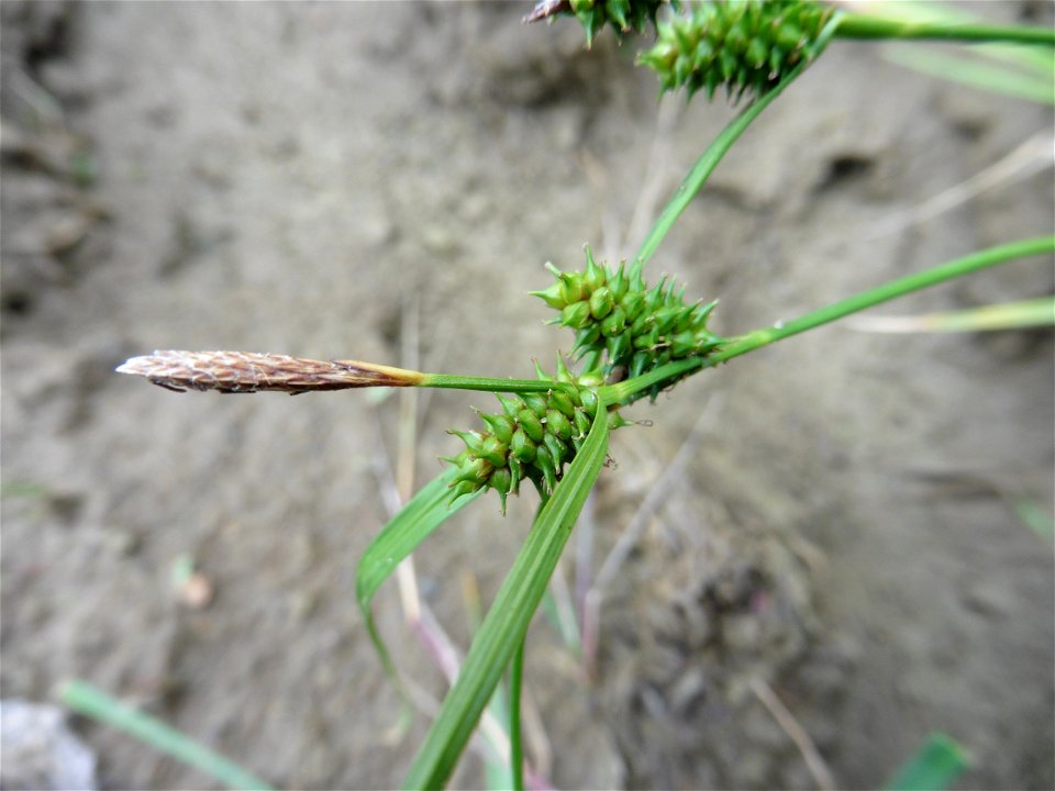 Carex demissa Hornem., 1806