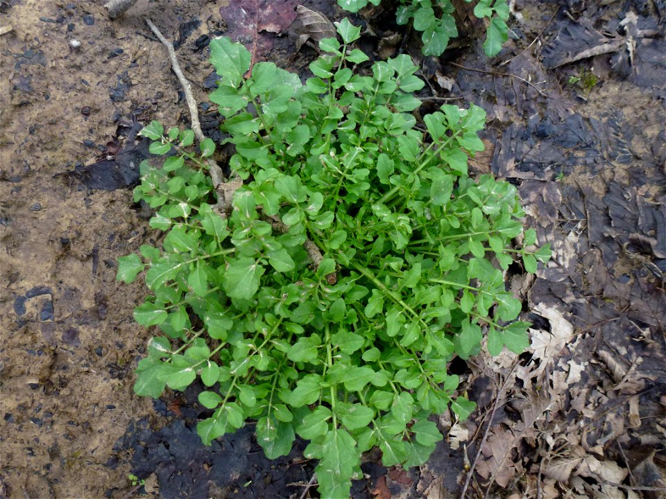 Cardamine flexuosa With., 1796