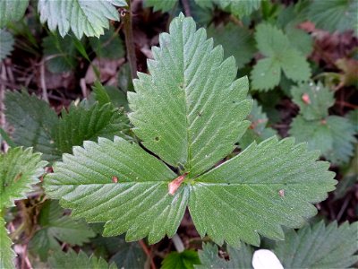Fragaria vesca L., 1753