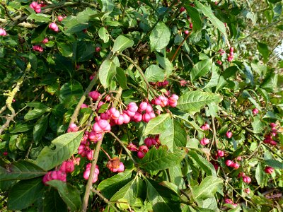 Euonymus europaeus L., 1753