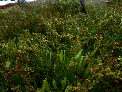 Halimione portulacoides (L.) Aellen, 1938