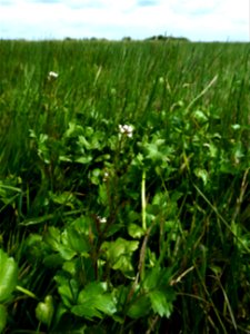 Cardamine parviflora L., 1759