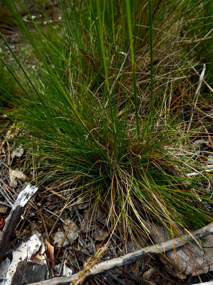 Agrostis curtisii Kerguélen, 1976
