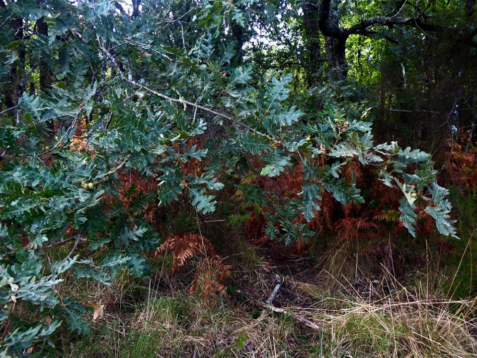 Quercus pyrenaica Willd., 1805