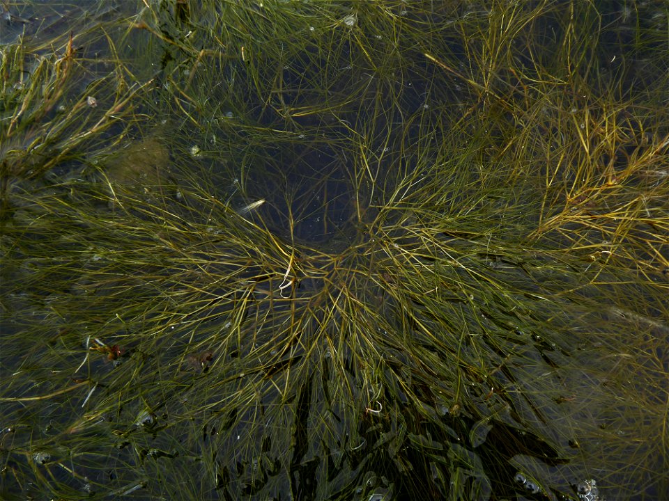 Stuckenia pectinata (L.) Börner, 1912