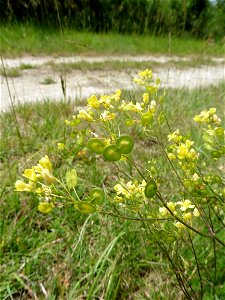 Biscutella guillonii Jord., 1864