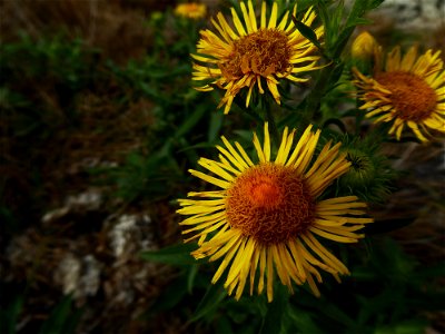 Inula britannica L., 1753