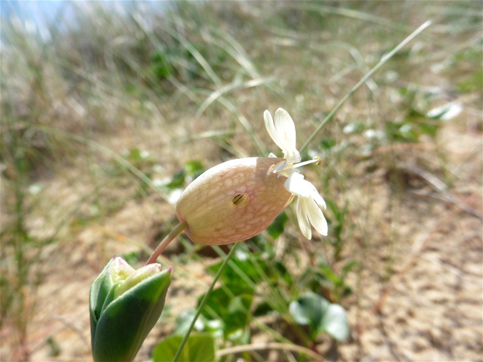 Silene uniflora subsp. thorei (Dufour) Jalas, 1984