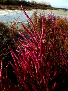 Salicornia emericii Duval-Jouve, 1868