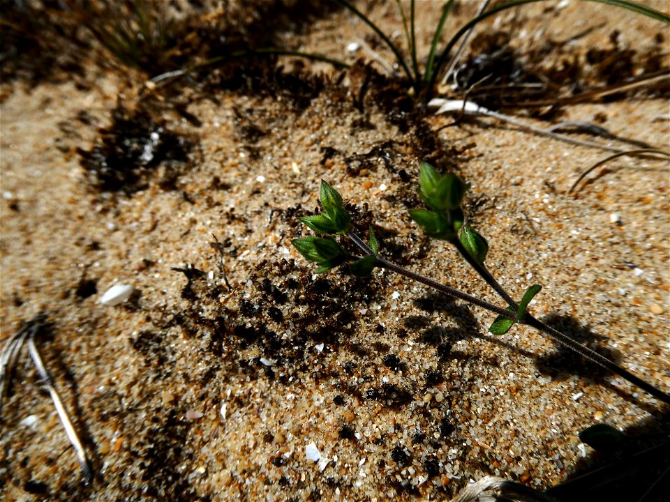 Arenaria serpyllifolia L., 1753