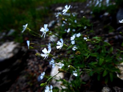 Atocion rupestre (L.) Oxelman, 2001 photo