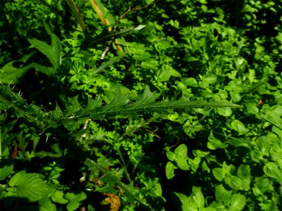Cirsium palustre (L.) Scop., 1772