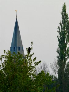 Kerktoren Wageningen photo