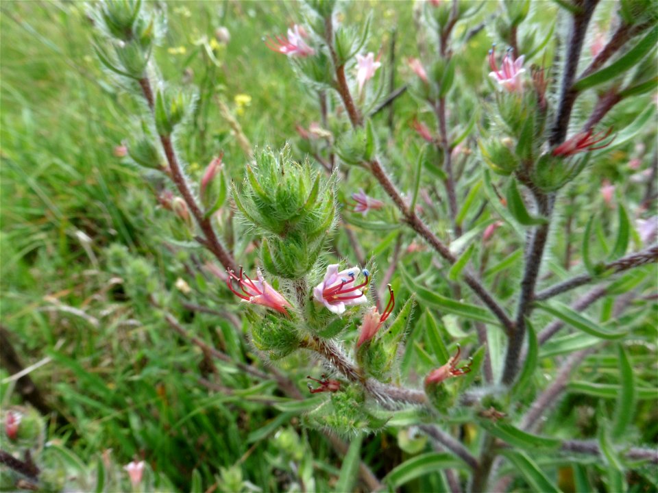 Echium asperrimum Lam., 1792