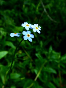 Myosotis scorpioides L., 1753