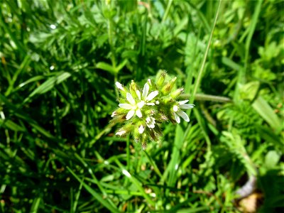 Cerastium glomeratum Thuill., 1799