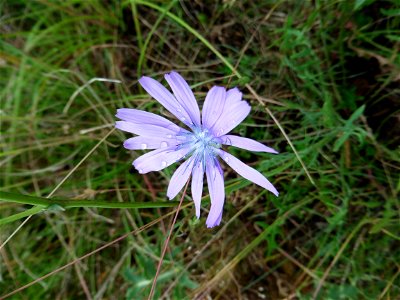 Lactuca perennis L., 1753 photo