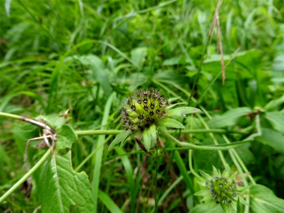 Knautia dipsacifolia (Host) Kreutzer, 1840