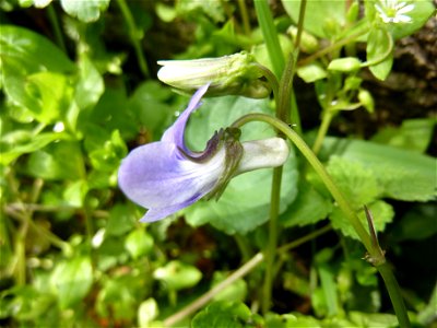 Viola riviniana Rchb., 1823