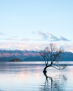 tree nature sun water