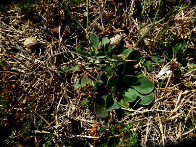 Limonium dodartii (Girard) Kuntze, 1891