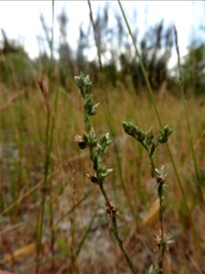 Logfia minima (Sm.) Dumort., 1827