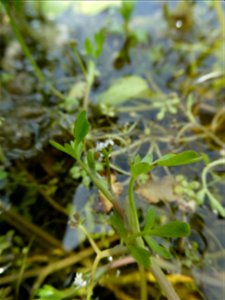 Helosciadium inundatum (L.) W.D.J.Koch, 1824
