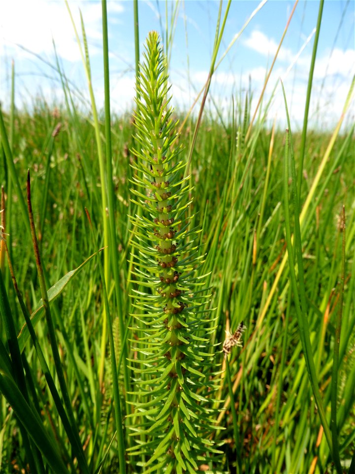 Hippuris vulgaris L., 1753