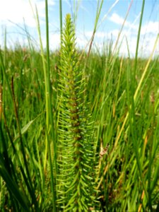 Hippuris vulgaris L., 1753