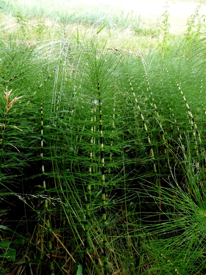 Equisetum telmateia Ehrh., 1783