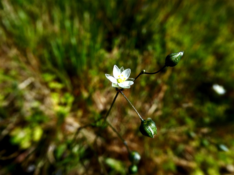 Spergula arvensis L., 1753