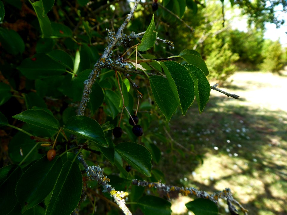 Prunus mahaleb L., 1753