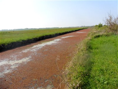 Azolla filiculoides Lam., 1783